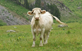 vache