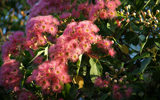 arbre en fleurs