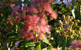 arbre en fleurs