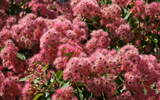 arbre en fleurs