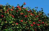 arbre en fleurs