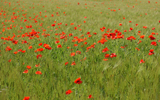 champ de coquelicots