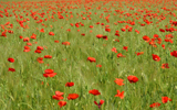 champ de coquelicots