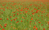 champ de coquelicots