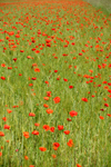 champ de coquelicots