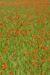 champ de coquelicots