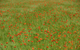 champ de coquelicots