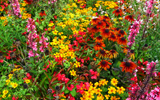 champ de fleurs