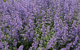 champ de fleurs violettes