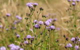 champ de fleurs