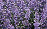 champ de fleurs violettes