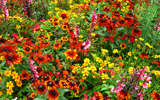 champ de fleurs