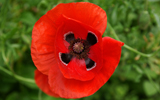 champ de coquelicots