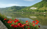 champ de coquelicots