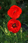 champ de coquelicots