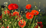 champ de coquelicots