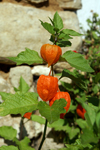 fleurs oranges