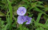 fleur violette