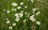 marguerites