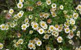 marguerites