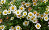 marguerites