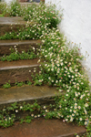 marguerites