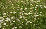 marguerites