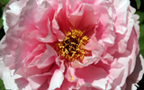 pivoine