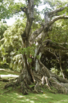 arbre