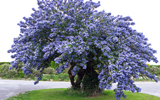 arbre en fleurs