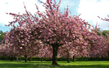 arbre en fleurs