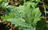 rosée sur feuille