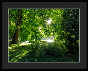 Tableau photo à vendre