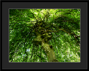 Tableau photo à vendre