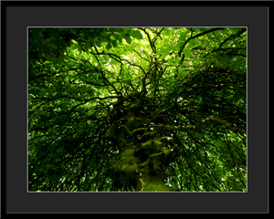 Tableau photo à vendre