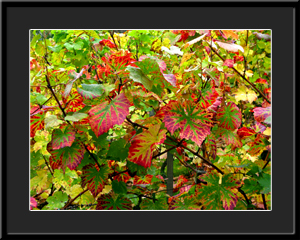 Tableau photo à vendre